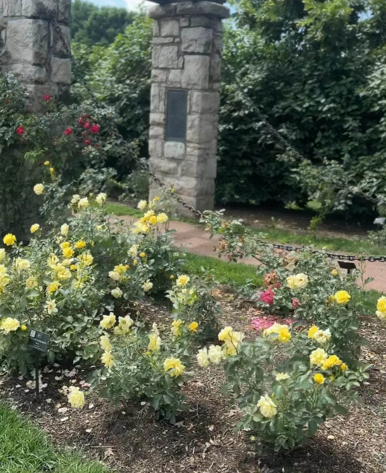 Picture of roses in a garden.