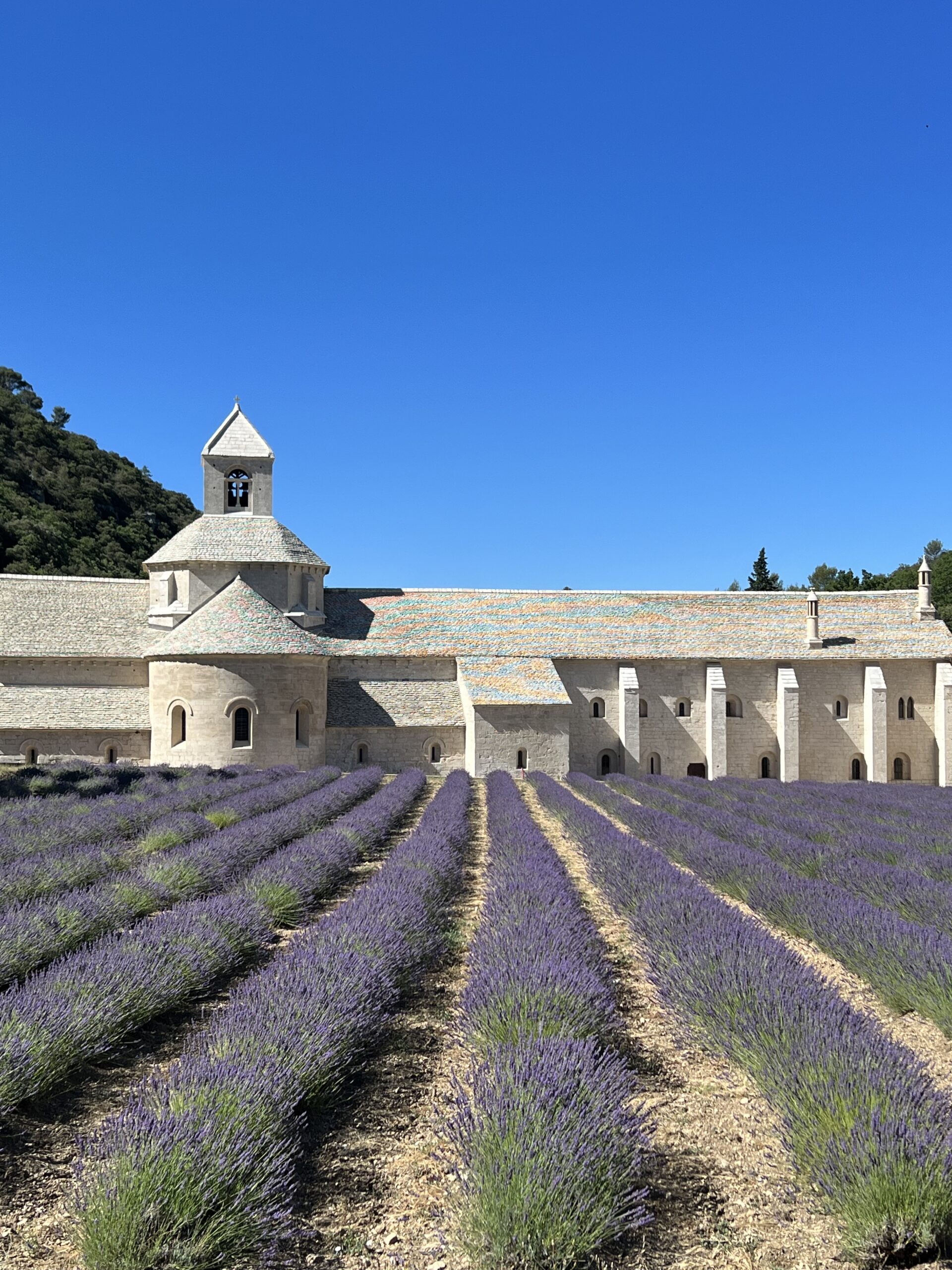 Lavender fields at Sénanque Abbey near Gordes, a popular day trip one hour from Lourmarin