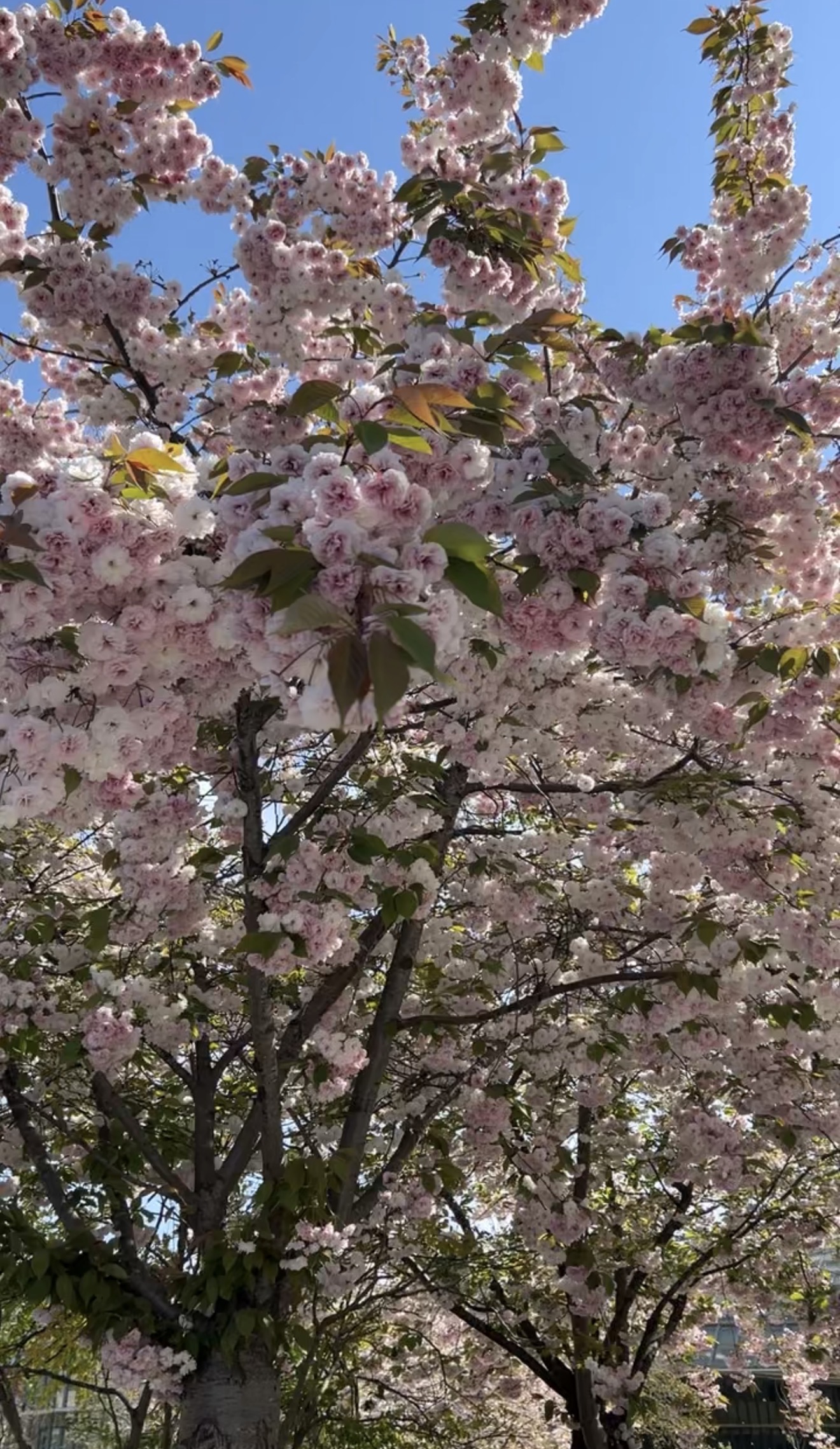 Close up of pink cherry blossoms on a clear day with a blue sky during spring.