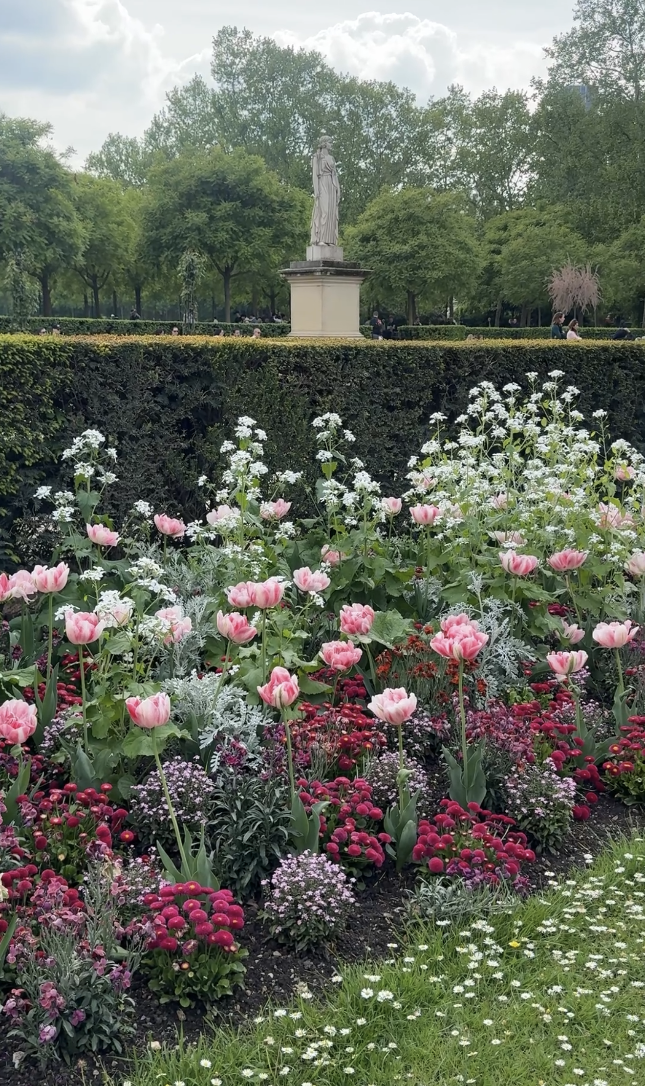 Pink tulips and flowers blooming in the Luxembourg garden in spring in Paris.