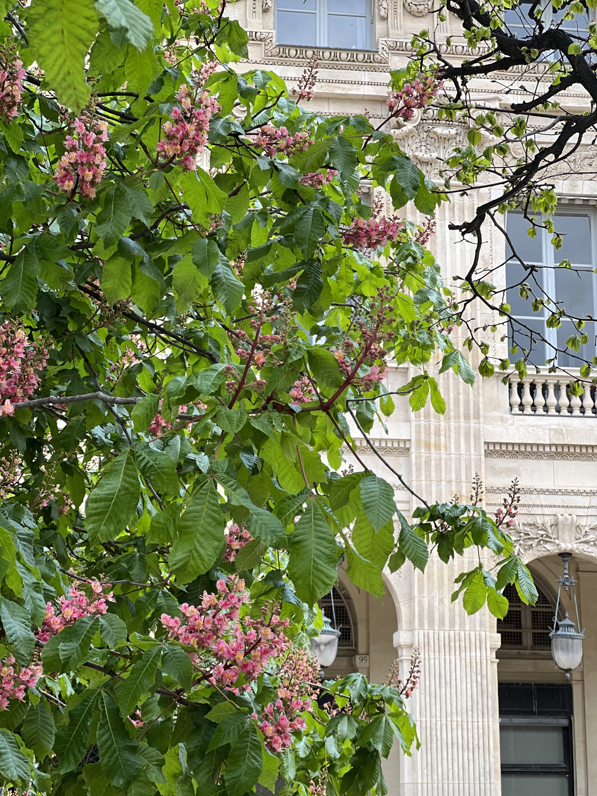 Cherry blossoms blooming in the garden of Palais Royal in Paris.